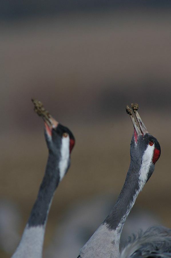 Common Crane