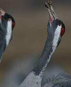 Common Crane