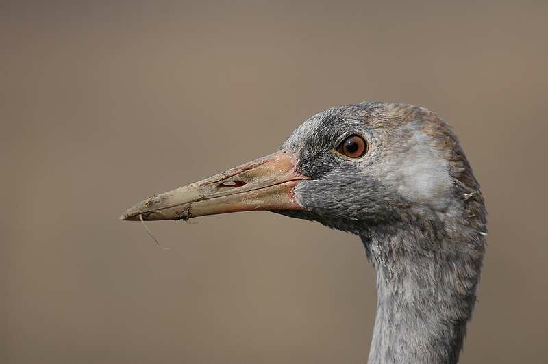 Common Crane