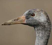 Common Crane