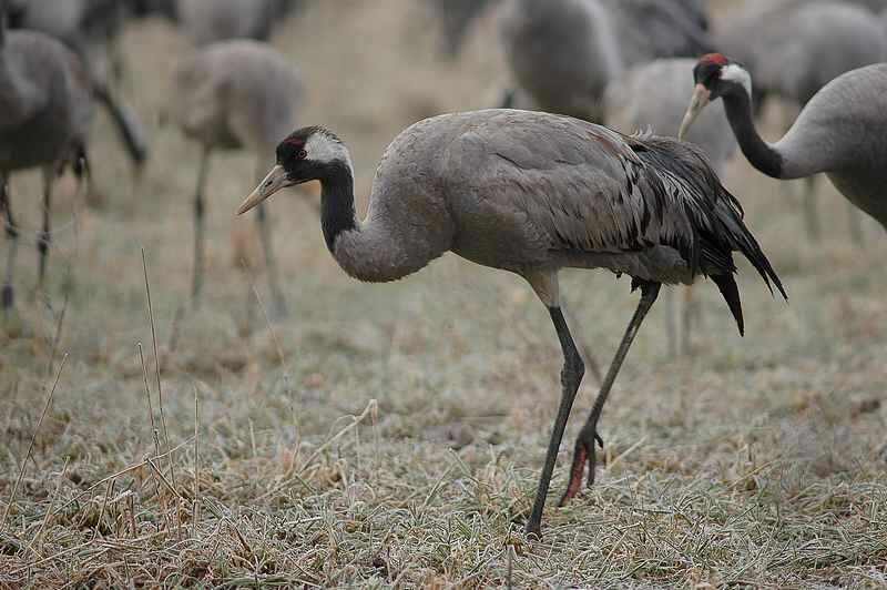 Common Crane