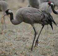 Common Crane