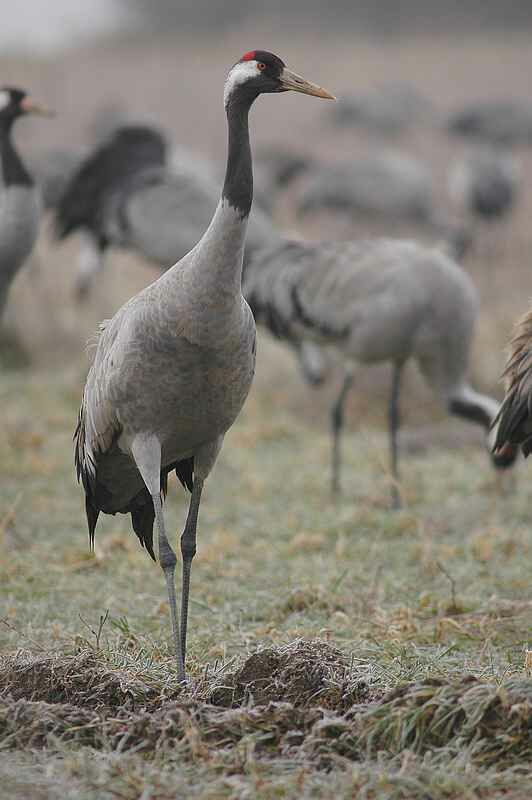 Common Crane