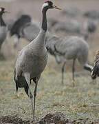 Common Crane