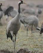 Common Crane