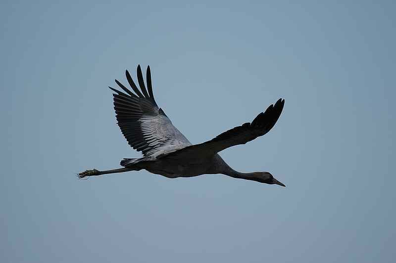 Common Crane