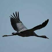 Common Crane