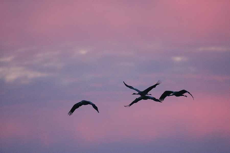 Common Crane