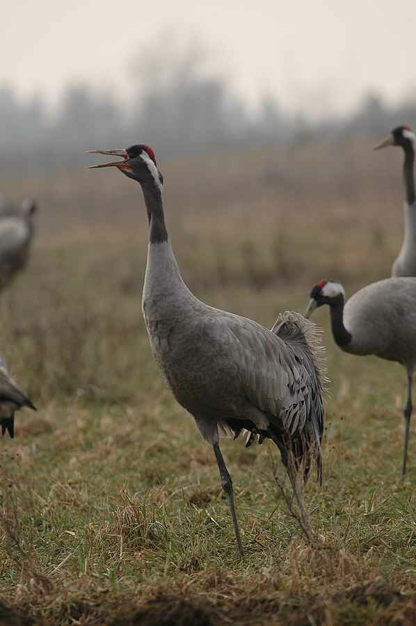 Common Crane