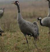 Common Crane