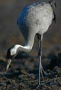 Common Crane