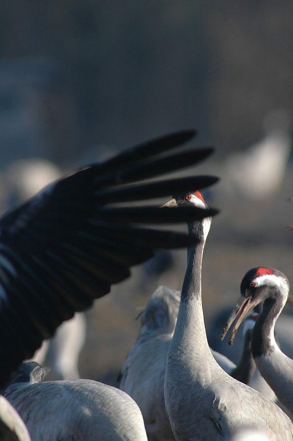 Common Crane