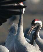 Common Crane