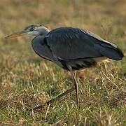 Grey Heron