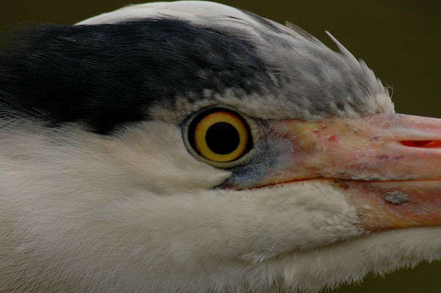 Grey Heron