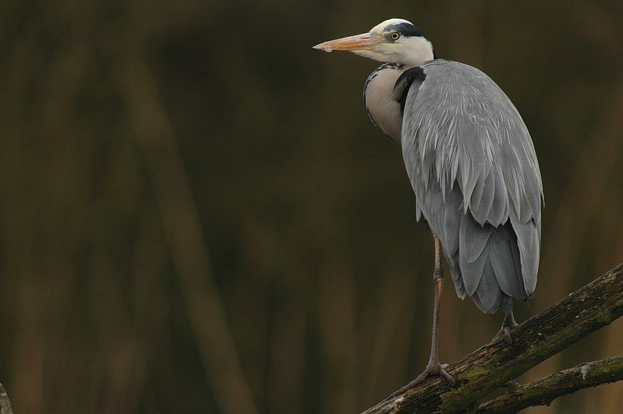 Grey Heron