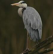 Grey Heron