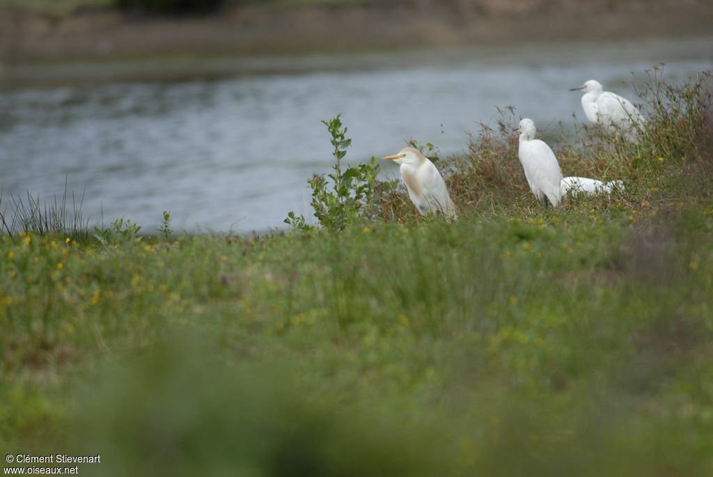 Western Cattle Egretadult