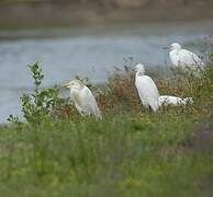 Western Cattle Egret