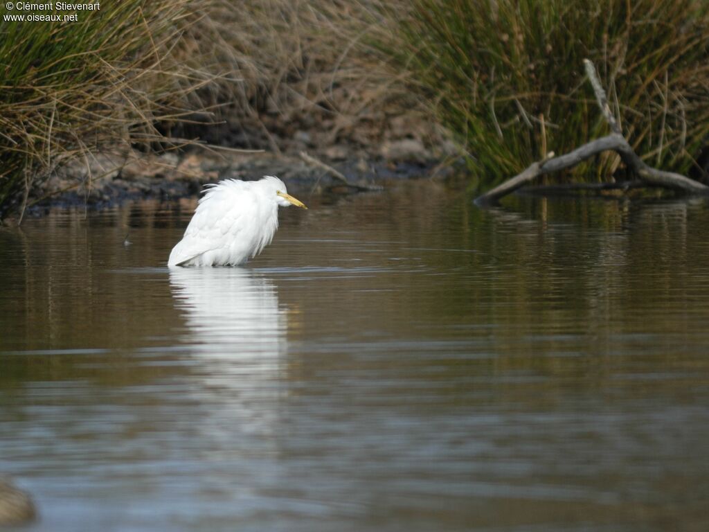 Western Cattle Egret