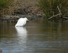 Western Cattle Egret