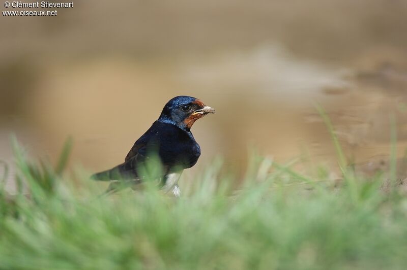 Hirondelle rustiqueadulte