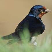 Barn Swallow