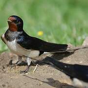 Barn Swallow