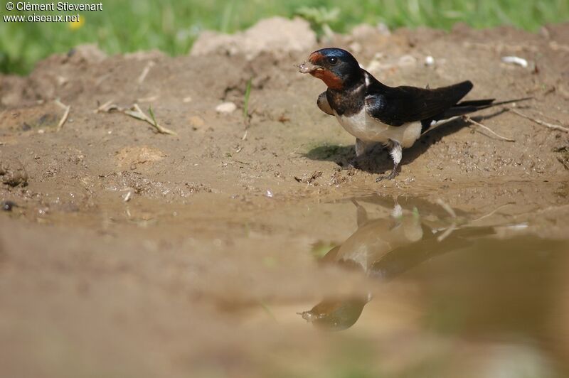 Hirondelle rustique