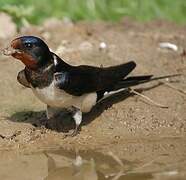 Barn Swallow