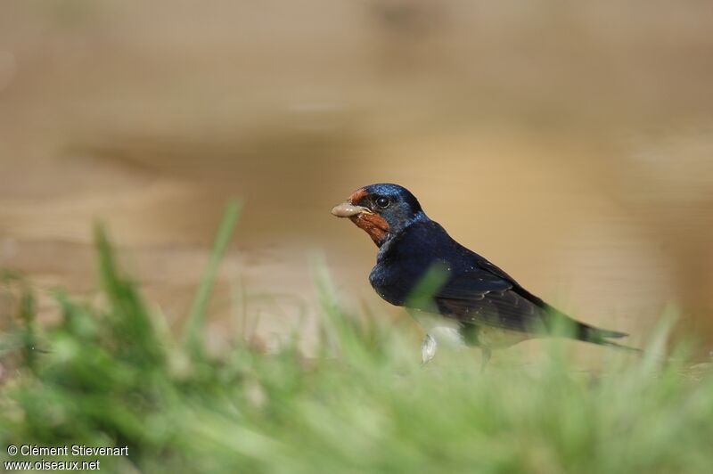 Hirondelle rustique