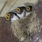 Barn Swallow