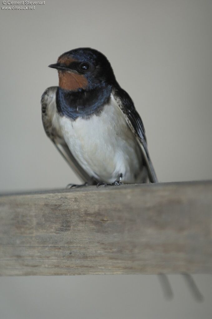 Barn Swallow