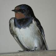 Barn Swallow