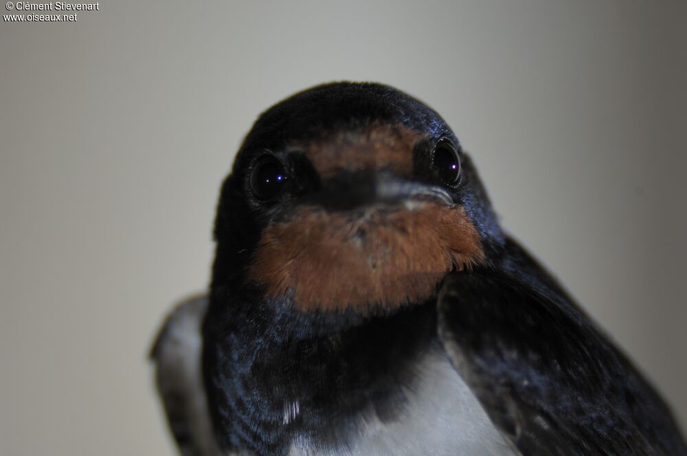 Barn Swallow