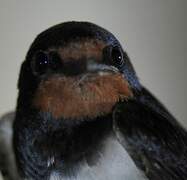 Barn Swallow