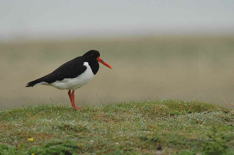 Eurasian Oystercatcher