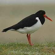 Eurasian Oystercatcher