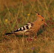 Eurasian Hoopoe