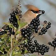 Bohemian Waxwing