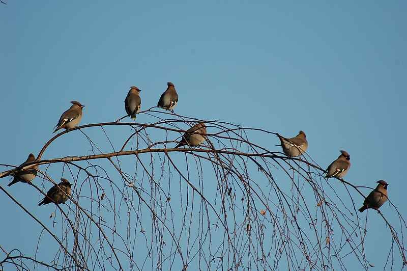 Bohemian Waxwing