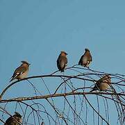 Bohemian Waxwing