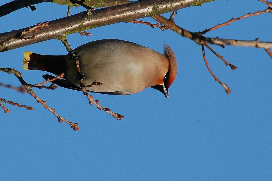 Bohemian Waxwing