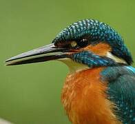 Common Kingfisher