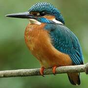 Common Kingfisher