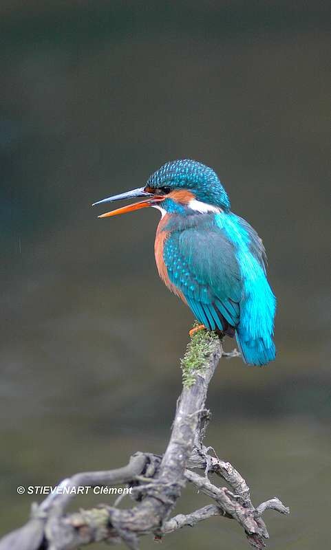 Martin-pêcheur d'Europe