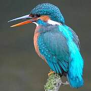 Common Kingfisher