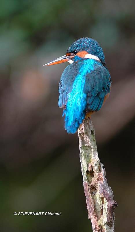 Common Kingfisher