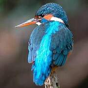 Common Kingfisher