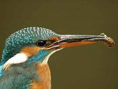 Common Kingfisher